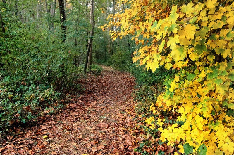 Autumn Forest