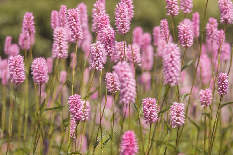 Native plants garden